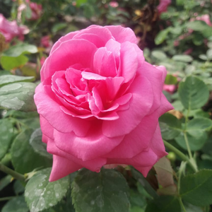 Mély rózsaszín, gömbölyded virágai tavasztól őszig több alkalommal is díszítenek.
